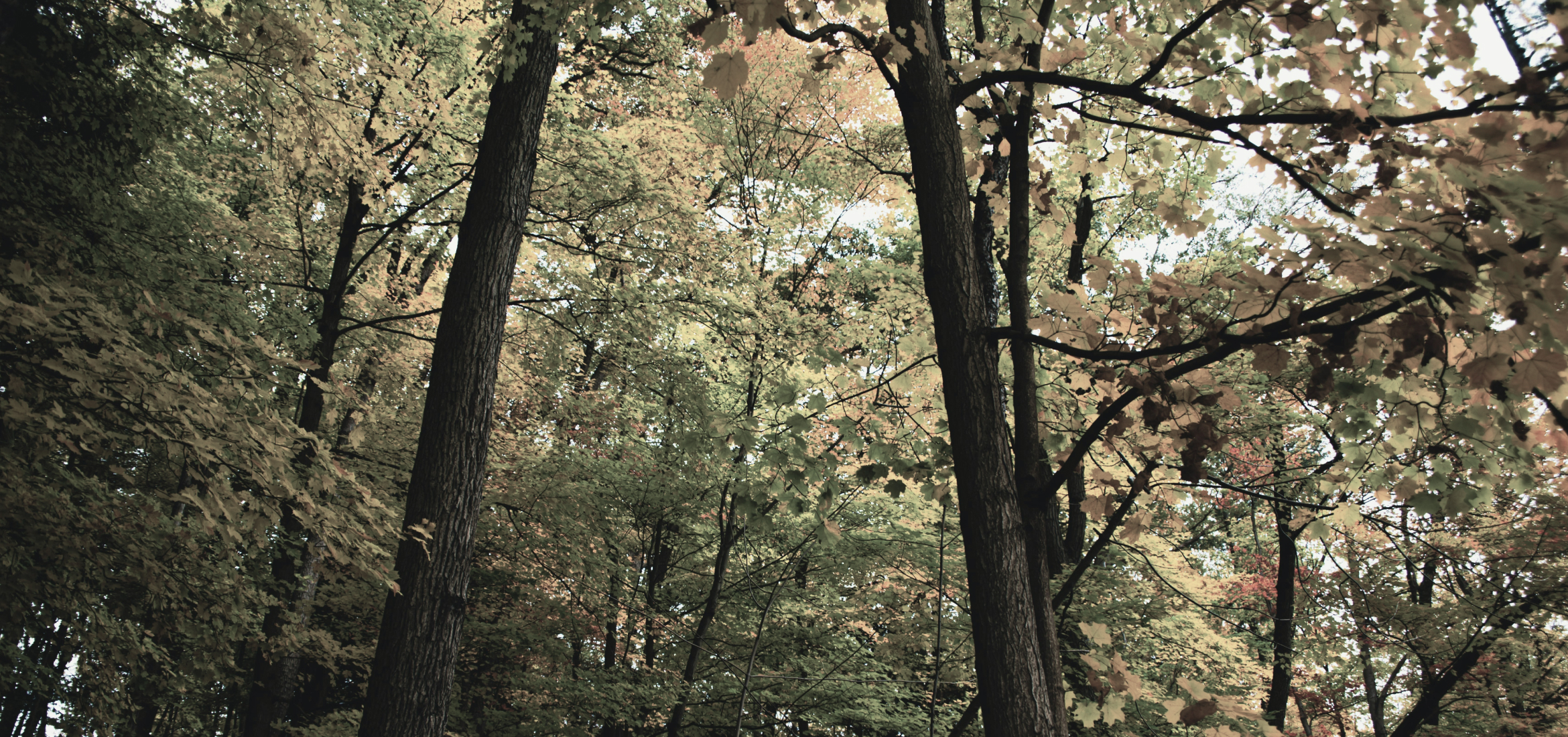 Impremaspe-Impremta-Mataro-Som-una-impremta-ecologica